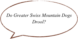 Do Greater Swiss Mountain Dogs Drool?