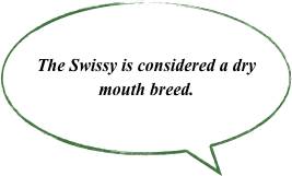 The Swissy is considered a dry mouth breed.