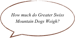 How much do Greater Swiss Mountain Dogs Weigh?