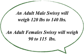 An Adult Male Swissy will weigh 120 lbs to 140 lbs.&#10;&#10;An Adult Females Swissy will weigh 90 to 115  lbs.