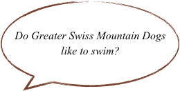 Do Greater Swiss Mountain Dogs like to swim?