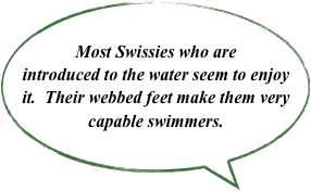 Most Swissies who are introduced to the water seem to enjoy it.  Their webbed feet make them very capable swimmers.