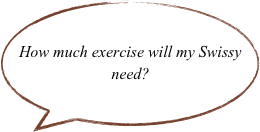 How much exercise will my Swissy need?