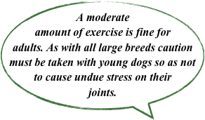 A moderate amount of exercise is fine for adults. As with all large breeds caution must be taken with young dogs so as not to cause undue stress on their joints.