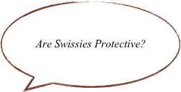 Are Swissies Protective?