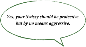 Yes, your Swissy should be protective, but by no means aggressive.