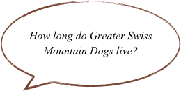 How long do Greater Swiss Mountain Dogs live?