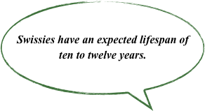 Swissies have an expected lifespan of ten to twelve years.