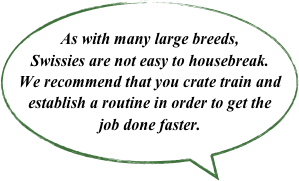 As with many large breeds, Swissies are not easy to housebreak.  We recommend that you crate train and establish a routine in order to get the job done faster.