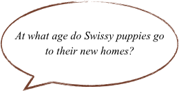 At what age do Swissy puppies go to their new homes?