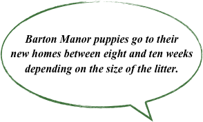 Barton Manor puppies go to their new homes between eight and ten weeks depending on the size of the litter.