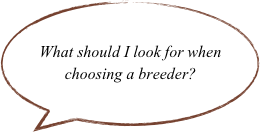 What should I look for when choosing a breeder?